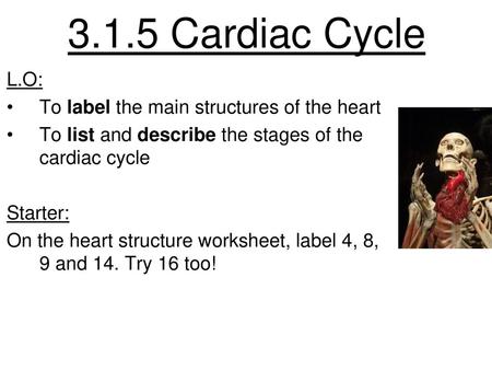 3.1.5 Cardiac Cycle L.O: To label the main structures of the heart