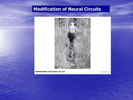 Modification of Neural Circuits