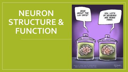 Neuron Structure & Function