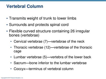 Vertebral Column Transmits weight of trunk to lower limbs