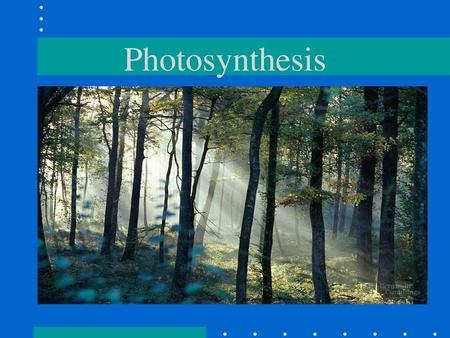 Photosynthesis.