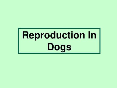 Reproduction In Dogs.