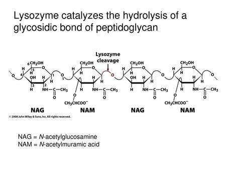 Lysozyme catalyzes the hydrolysis of a glycosidic bond of peptidoglycan NAG = N-acetylglucosamine NAM = N-acetylmuramic acid.