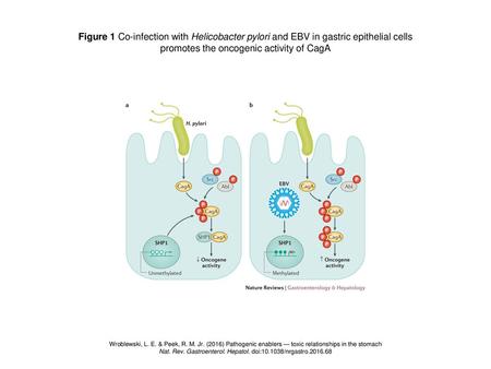 promotes the oncogenic activity of CagA