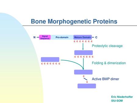 Bone Morphogenetic Proteins