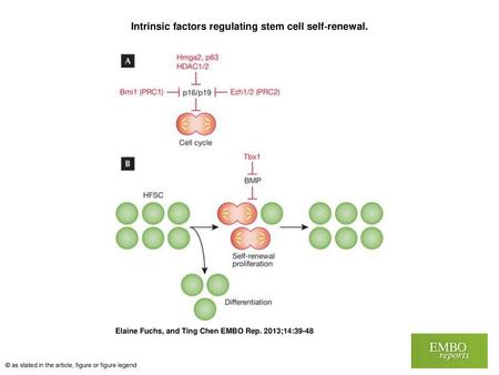 Intrinsic factors regulating stem cell self‐renewal.