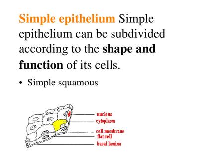 Simple epithelium Simple epithelium can be subdivided according to the shape and function of its cells. Simple squamous.