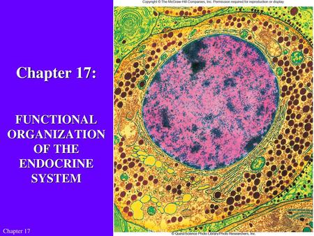 FUNCTIONAL ORGANIZATION OF THE ENDOCRINE SYSTEM