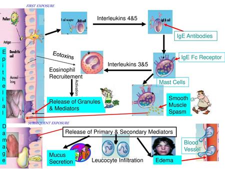 Eosinophil Recruitement