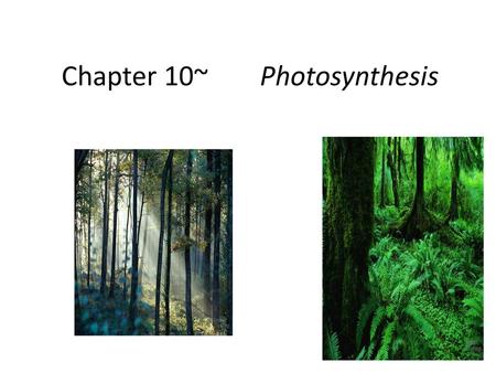 Chapter 10~ Photosynthesis