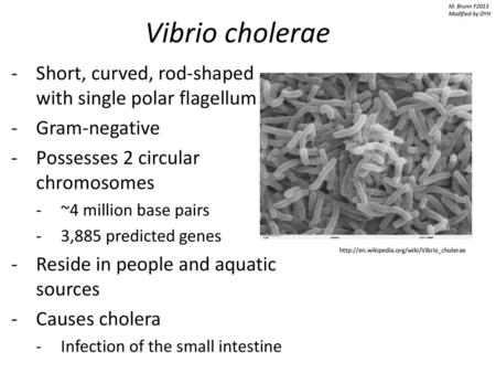 Vibrio cholerae Short, curved, rod-shaped with single polar flagellum