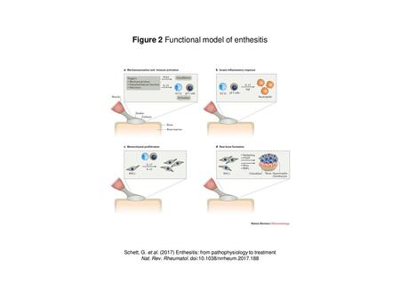 Figure 2 Functional model of enthesitis