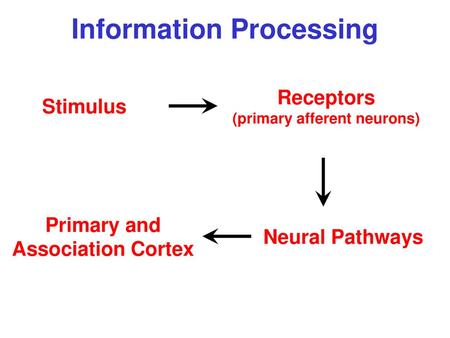 Information Processing