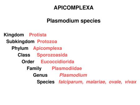 APICOMPLEXA Plasmodium species