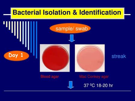 Bacterial Isolation & Identification