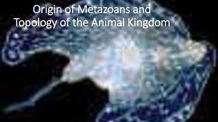 Origin of Metazoans and Topology of the Animal Kingdom