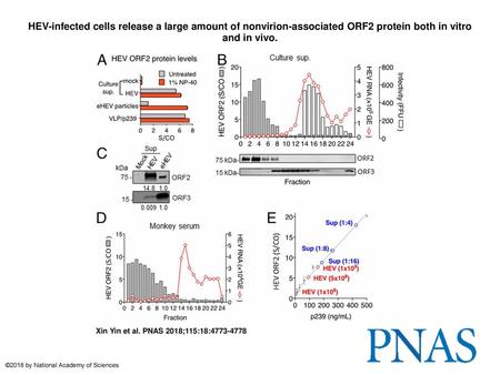 HEV-infected cells release a large amount of nonvirion-associated ORF2 protein both in vitro and in vivo. HEV-infected cells release a large amount of.