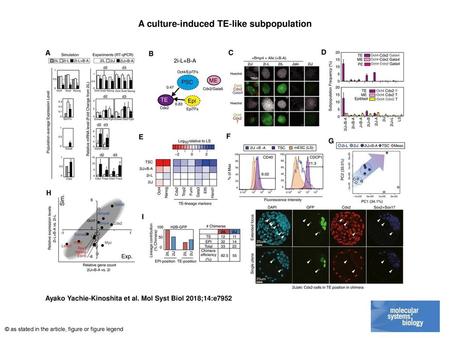 A culture‐induced TE‐like subpopulation