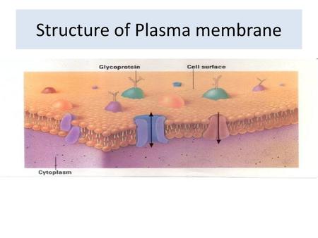 Structure of Plasma membrane