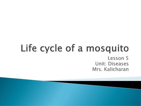 Life cycle of a mosquito