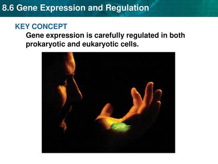 Prokaryotic cells turn genes on and off by controlling transcription.