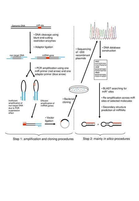 Step 1: amplification and cloning procedures