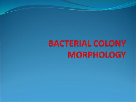 BACTERIAL COLONY MORPHOLOGY