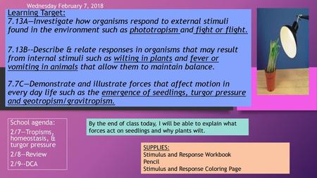 Wednesday February 7, 2018 Learning Target: 7.13A—Investigate how organisms respond to external stimuli found in the environment such as phototropism.