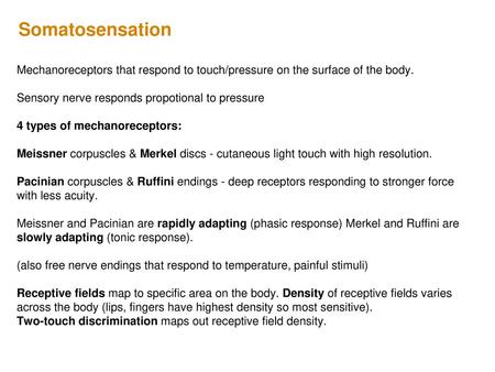 Somatosensation Mechanoreceptors that respond to touch/pressure on the surface of the body. Sensory nerve responds propotional to pressure 4 types of mechanoreceptors: