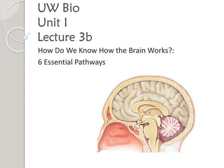 How Do We Know How the Brain Works?: 6 Essential Pathways