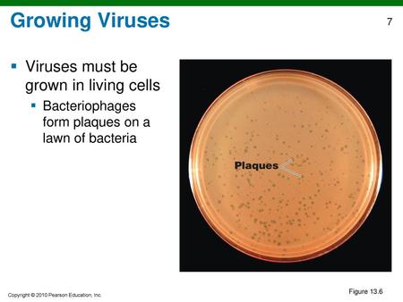 Growing Viruses Viruses must be grown in living cells