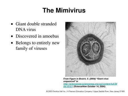 The Mimivirus Giant double stranded DNA virus Discovered in amoebas