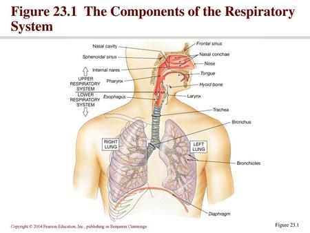 Figure 23.1 The Components of the Respiratory System