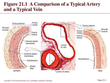 Figure 21.1 A Comparison of a Typical Artery and a Typical Vein