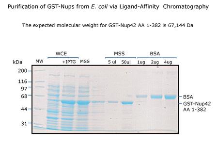 The expected molecular weight for GST-Nup42 AA is 67,144 Da