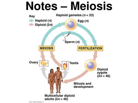 Notes – Meiosis.