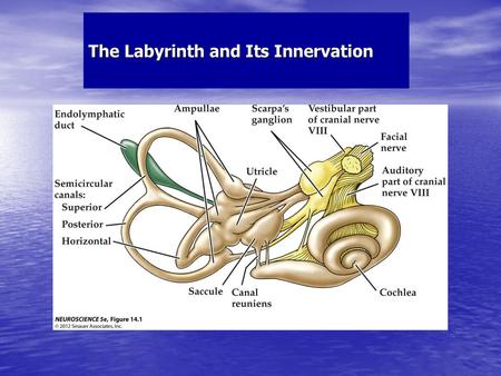 The Labyrinth and Its Innervation