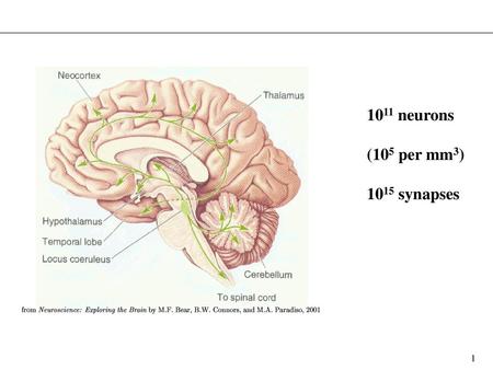 1011 neurons (105 per mm3) 1015 synapses.