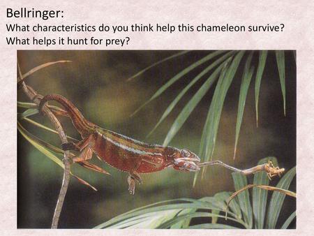 Bellringer: What characteristics do you think help this chameleon survive? What helps it hunt for prey?