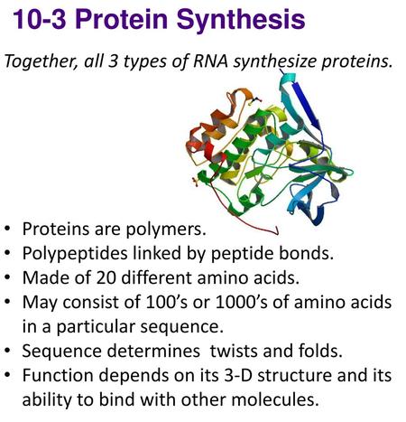 10-3 Protein Synthesis Together, all 3 types of RNA synthesize proteins. Proteins are polymers. Polypeptides linked by peptide bonds. Made of 20 different.