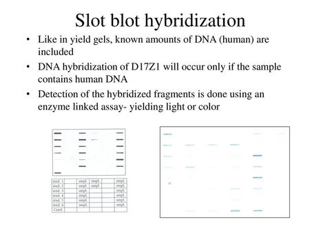 Slot blot hybridization