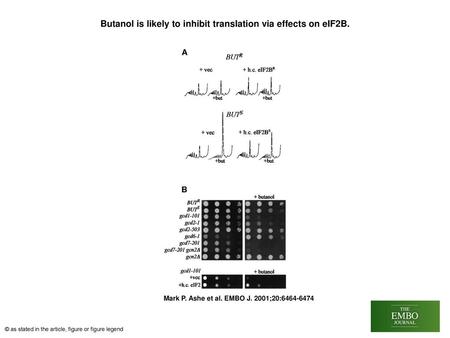 Butanol is likely to inhibit translation via effects on eIF2B.