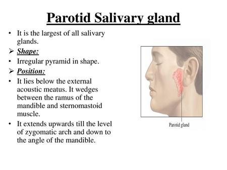 Parotid Salivary gland