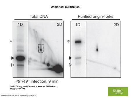 Origin‐fork purification.