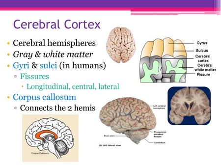 Cerebral Cortex Cerebral hemispheres Gray & white matter