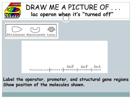 DRAW ME A PICTURE OF lac operon when it’s “turned off”