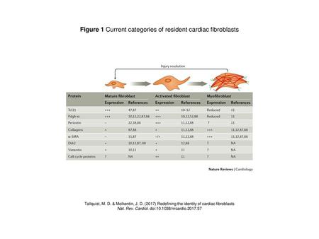 Figure 1 Current categories of resident cardiac fibroblasts