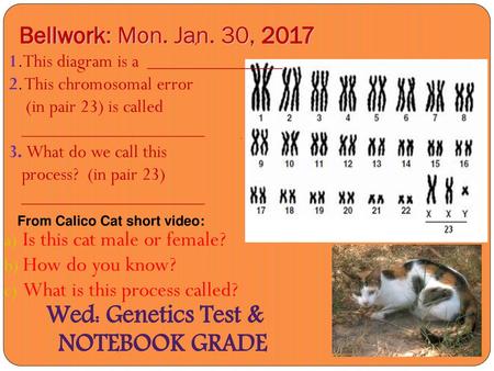 Wed: Genetics Test & NOTEBOOK GRADE Bellwork: Mon. Jan. 30, 2017