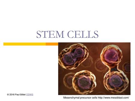 STEM CELLS Mesenchymal precursor cells