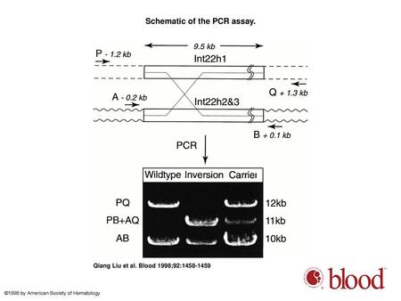 Schematic of the PCR assay.